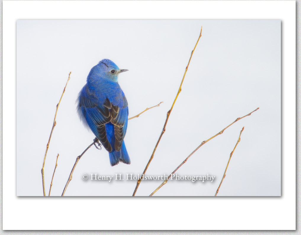 Blue Bird Day